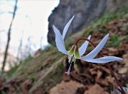 MONTE ZUCCO (1232 m) ad anello da S. Antonio Abb. (987 m) per la prima volta via Sonzogno (1108 m) - 31mar21 - FOTOGALLERY